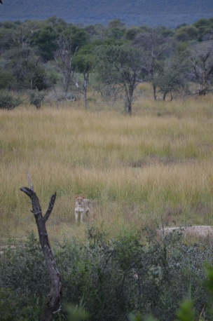 Spotted this lioness from our tent while having spa treatments!
