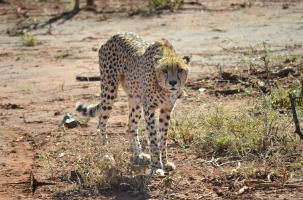 Cheetah ©Renate Engelbrecht